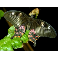 Papilio polytes Philippines Ten pupae